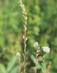 Pin On Wyoming Weeds And Wildflowers