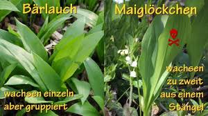 Mit blick auf die tödliche verwechslungsgefahr mit. Barlauch