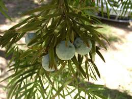 Image result for Afrocarpus falcatus