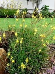Image result for Bulbine