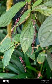 Image result for Petiveriaceae