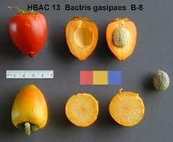 On march 27, 2014 i was admiring some queen palms when i noticed that the base of the trunk had little fruits littered all around it on the ground. Edible Palms An Introduction To Palm Fruits Dave S Garden