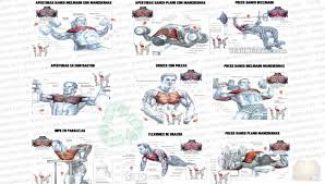 Bodybuilding Chest Exercises Images