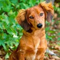 Sweet, loving, and happy dachshund puppies. Dachshund Rescue Adoptions