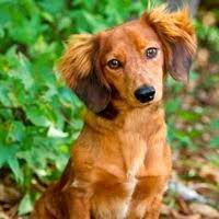 And proudly have been for my 12 years! Dachshund Rescue Adoptions
