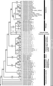 Image result for Dichilus bainesii