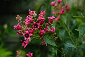 Image result for Brachychiton