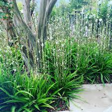 Image result for Chlorophytum bowkeri