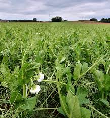 Image result for Pisum sativum