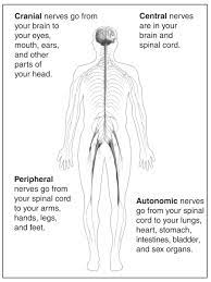 Subscribe to our free newsletters to receive latest health news and alerts to your email inbox. Outline Of A Body Showing The Nervous System With Descriptions Of Each Of The Four Types Of Nerves Media Asset Niddk