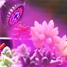 Best indoor grow lights for succulents. Best Led Grow Lights For Succulents Led Lighting Life