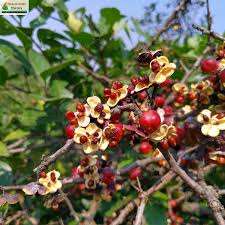 Image result for Gymnosporia