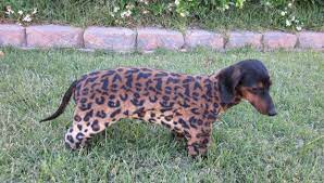 Omg My Two Favorite Things A Weiner Dog And Cheetah Print Weenie Dogs Cute Creatures Wiener Dog