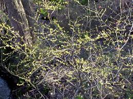 Image result for Buchnera libenii