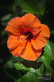 Sep 19, 2016 · #87141f poppy flower #853534 tall poppy. Water Drops Orange Hibiscus Flower Kauai Hawaii Art Photograph By Reid Callaway