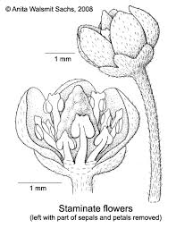 Image result for Microdesmis