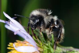 Image result for Bombus consobrinus