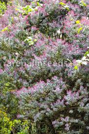 Image result for Acacia montigena