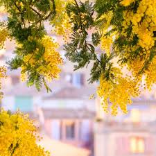 Image result for Mimosa