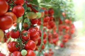 Companion plants for tomatoes can improve the growth of tomatoes and repel insects and diseases. Can Different Varieties Of Tomatoes Be Planted Together Bountiful Gardener