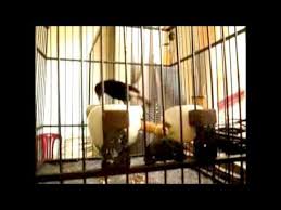 Bunga kembang sepatu memiliki kepala putik yang tinggi dan kepala sari yang rendah. Suara Burung Decu Kembang Ngriwik