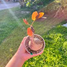 Image result for Phyllanthus paxii