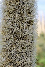 Image result for Monsonia glauca