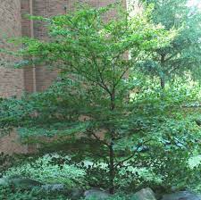 Check spelling or type a new query. Pagoda Dogwood