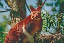 Image result for tree kangaroo