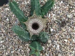 Image result for Huernia kirkii