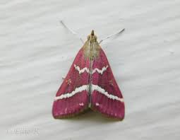 Image result for Volusia resupinata