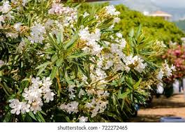 Image result for Oleandra