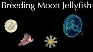 Pagesbusinessesarts & entertainmentaquariumredfin aquarium designvideosmoon jellyfish looking healthy in one of our hong kong aquarium. Breeding Pet Jellyfish Youtube