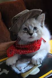 Jul 26, 2021 · the #1 cat parenting community. Cowboy Cat Image 3705594 On Favim Com