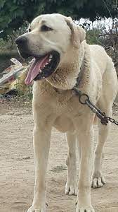 kangal alabai alabay turkish shepherd dog panosundaki pin