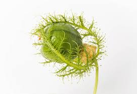 Image result for Olacaceae