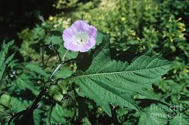 Image result for Nicandra physalodes