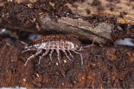 Image result for Styppeiochloa