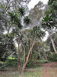 Image result for Dracaena steudneri