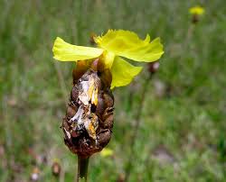 Image result for Xyris schliebenii