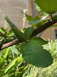 Image result for Wigandia urens