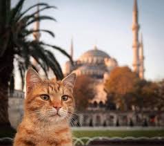2 861 begenme 35 yorum instagram da visit istanbul official visit istanbul official hellooo kediler ve yavrulari sevimli kedi yavrulari evcil hayvanlar