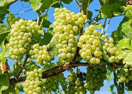 Ideally, your vines should receive full sun to produce higher yields, but they don't, so there's no sense in discussing that. Grapes Planting Growing And Harvesting Grape Vines The Old Farmer S Almanac