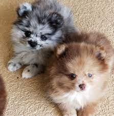 This is merle pomeranian puppy (male) for sale by mypetslibrary on vimeo, the home for high quality videos and the people who love them. Pom Coast Pomeranians Home Facebook