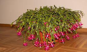 Yes, there are multiple holiday cacti (including an easter cactus). Tips For Growing Thanksgiving Christmas And Easter Cactus Garden Lovers Club