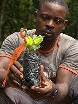 Image result for Sarcophrynium prionogonium