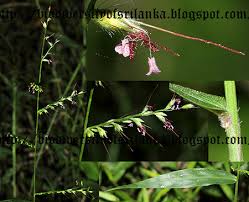 Image result for Oplismenus compositus