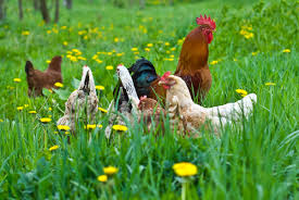 Our hens roam freely outside and are fed with gmo free, soy free grain. The Difference Between Pastured Organic And Free Range Eggs Delishably