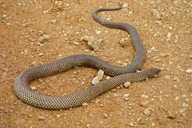 Das gift des inlandtaipans stört unter anderem die blutgerinnung, kann aber auch zur zerstörung der roten blutkörperchen. Giftigste Schlange Der Welt Inland Taipan Oodnadatta Track South Australia Giftige Schlangen Australian Wildlife Kamele