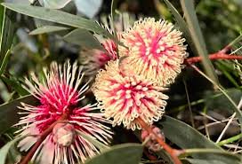 Image result for Hakea laurina